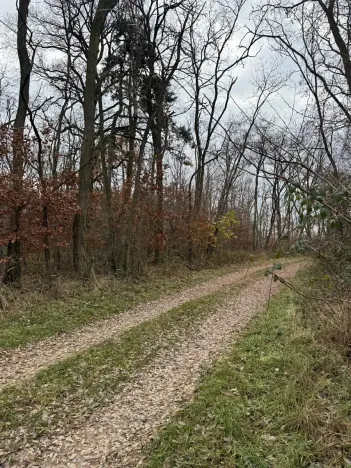 Prodej podílu lesa, Lesonice, 814 m2