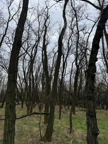 Prodej podílu lesa, Lesonice, 1518 m2