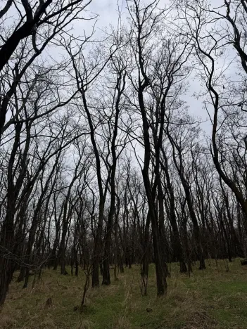 Prodej podílu lesa, Lesonice, 1518 m2