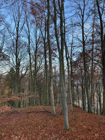 Prodej lesa, Ludmírov, 9585 m2