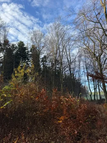 Prodej lesa, Ludmírov, 9585 m2