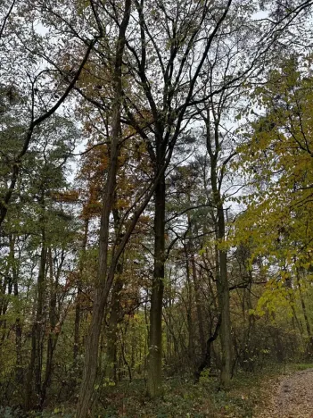 Prodej lesa, Budyně nad Ohří, 3763 m2