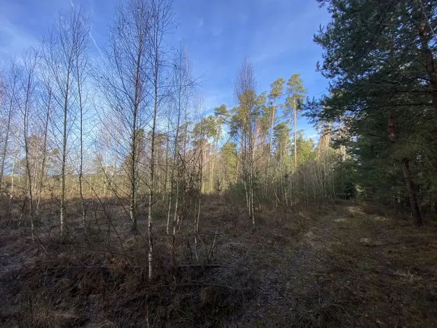 Prodej lesa, Veliny, 4968 m2