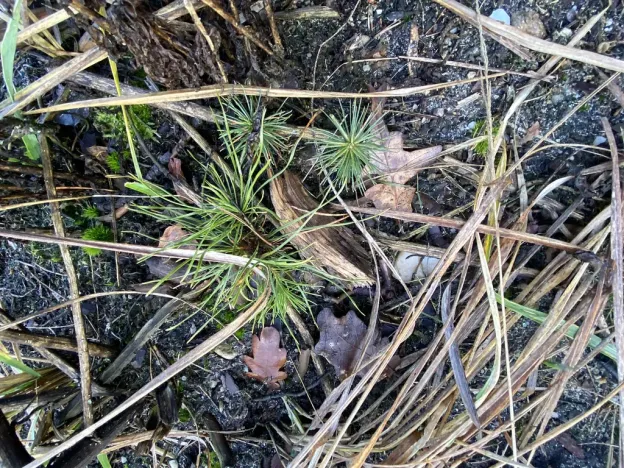 Prodej lesa, Veliny, 4968 m2