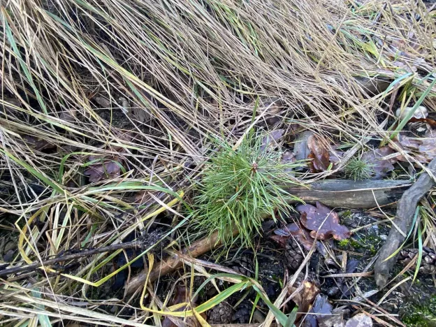 Prodej lesa, Veliny, 4968 m2