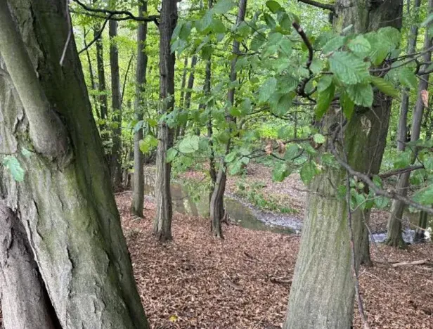 Dražba louky, Velká Polom, 2296 m2