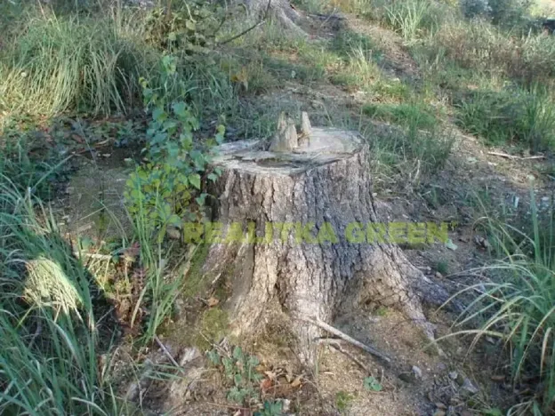 Prodej lesa, Hradčovice, 1887 m2