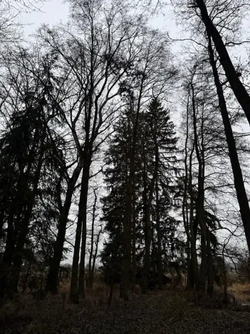 Prodej lesa, Předslav, 6263 m2