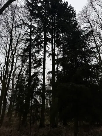 Prodej lesa, Předslav, 6263 m2