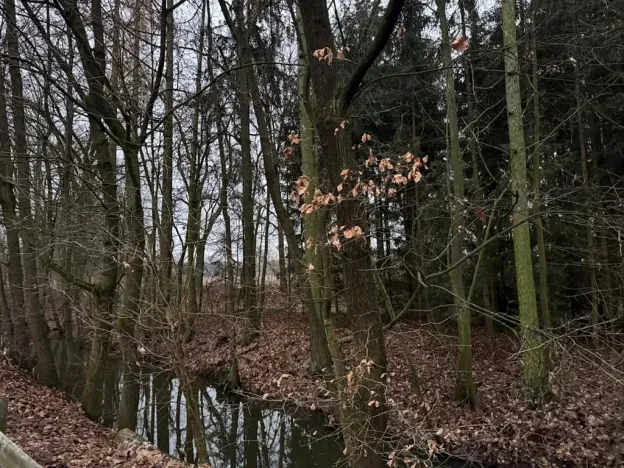 Prodej lesa, Předslav, 6263 m2