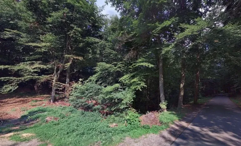 Prodej lesa, Hartinkov, 8121 m2