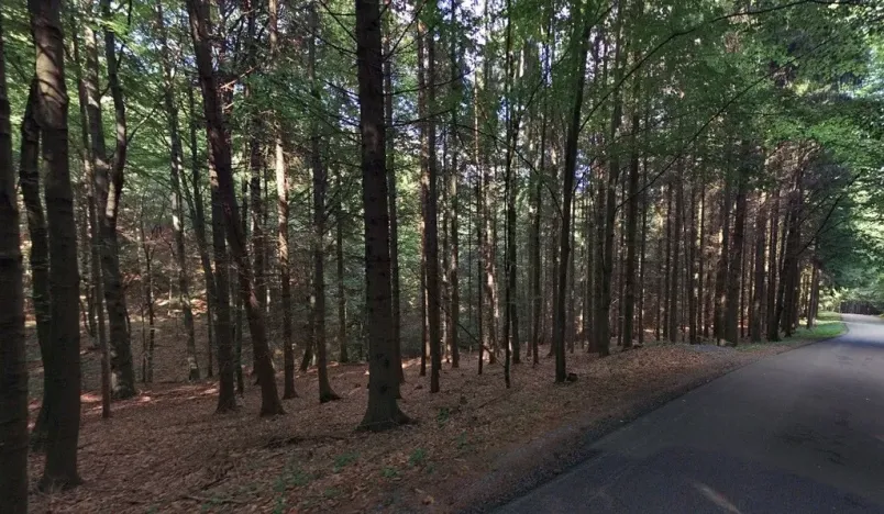 Prodej lesa, Hartinkov, 8121 m2