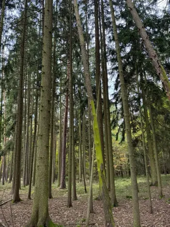 Prodej lesa, Chrášťany, 11900 m2