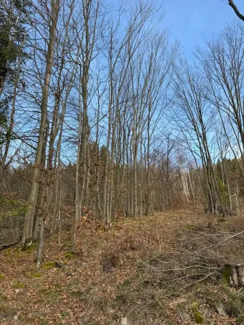 Prodej lesa, Huslenky, 11045 m2