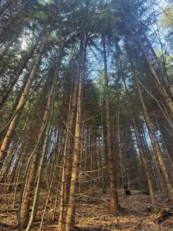 Prodej lesa, Huslenky, 11045 m2