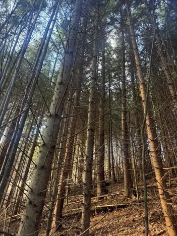 Prodej lesa, Huslenky, 11045 m2