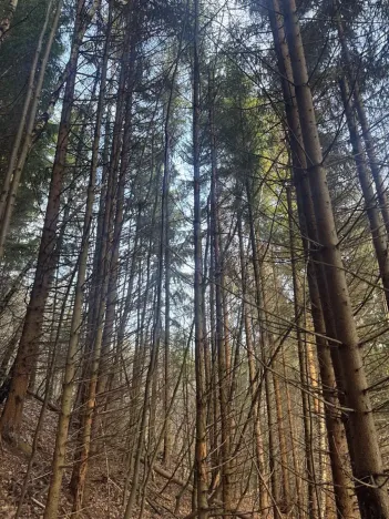 Prodej lesa, Huslenky, 11045 m2