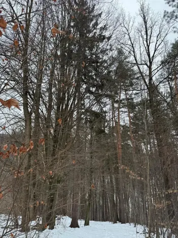 Prodej lesa, Malá Bystřice, 54751 m2