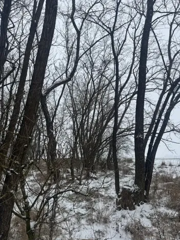 Prodej podílu lesa, Ivančice, 2330 m2