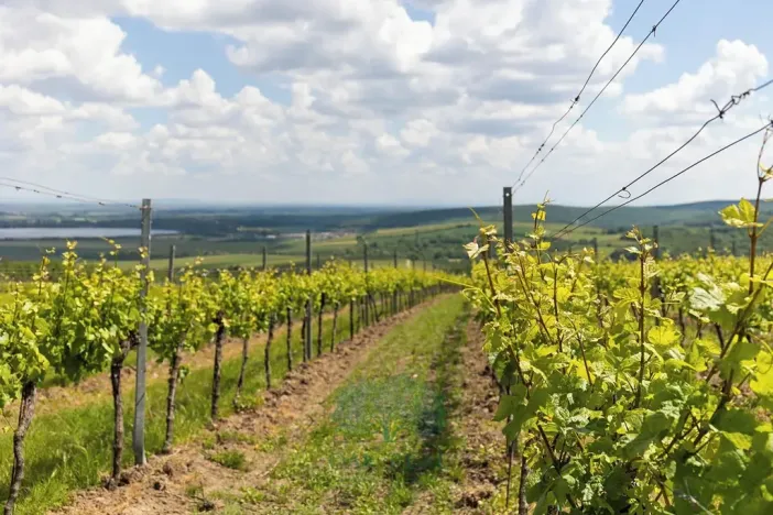 Prodej domu, Pavlov, Na Návsi, 200 m2