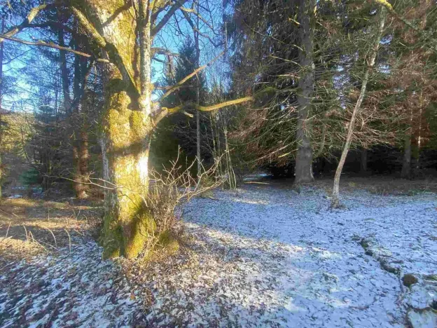 Prodej pozemku, Čachrov - Javorná, 2391 m2