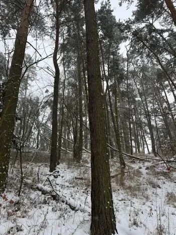 Prodej podílu lesa, Svéradice, 2590 m2