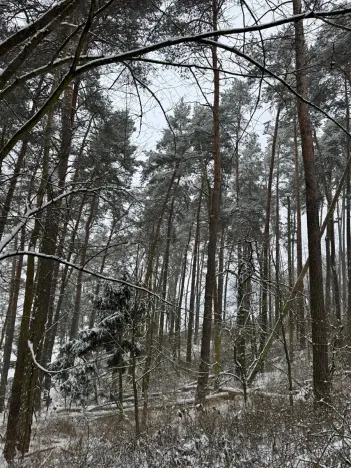 Prodej podílu lesa, Svéradice, 2590 m2