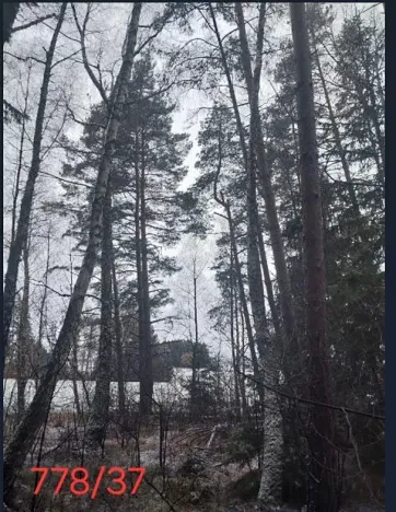 Prodej lesa, Kojčice, 1102 m2