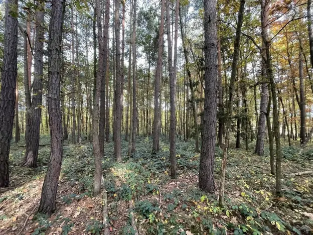 Prodej lesa, Lipí - Kaliště u Lipí, 23659 m2