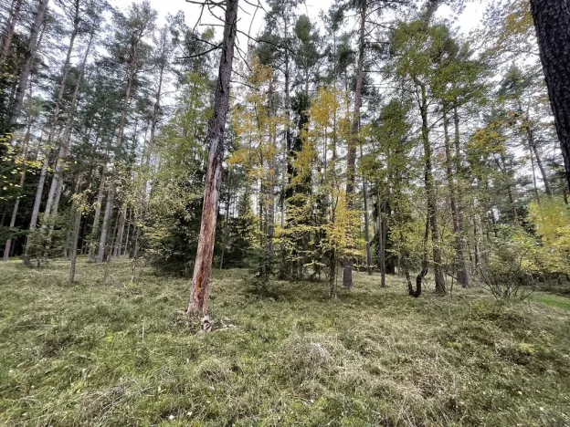 Prodej lesa, Lipí - Kaliště u Lipí, 23659 m2