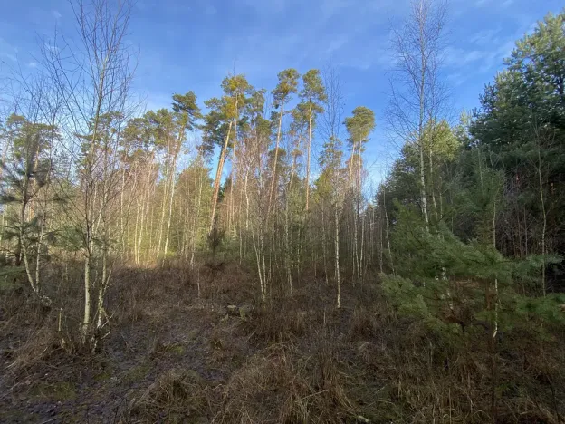 Prodej lesa, Veliny, 5028 m2