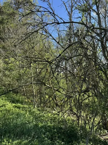 Prodej lesa, Žďárek, 11675 m2