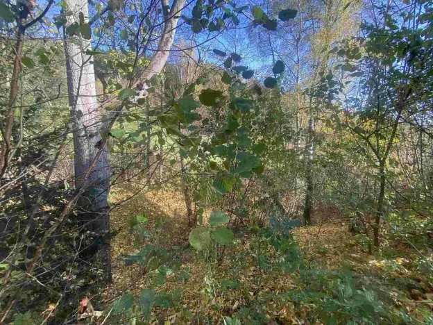 Prodej pozemku, Lučany nad Nisou - Jindřichov, 449 m2