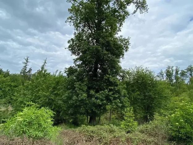 Prodej lesa, Blížejov, 12274 m2