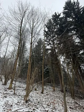 Prodej lesa, Janová, 7449 m2