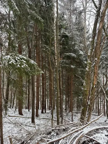 Prodej lesa, Janová, 7449 m2