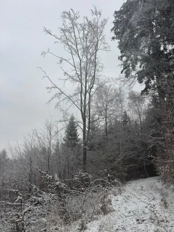 Prodej lesa, Janová, 7449 m2