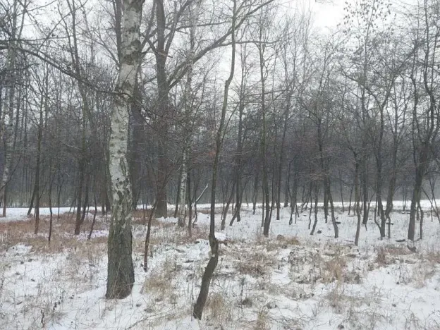 Prodej lesa, Pardubice, 1407 m2