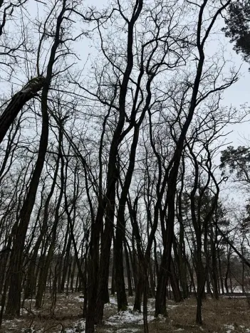 Prodej podílu lesa, Černěves, 9239 m2