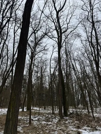 Prodej podílu lesa, Černěves, 9239 m2