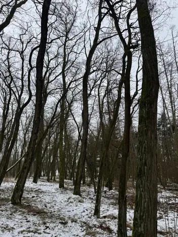 Prodej podílu lesa, Černěves, 9239 m2