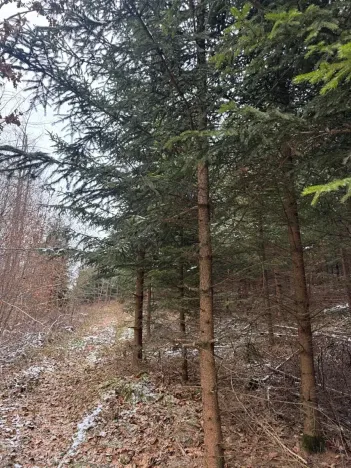 Prodej lesa, Lutonina, 18019 m2