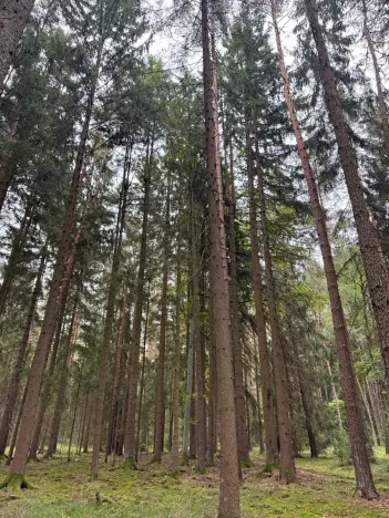 Prodej podílu lesa, Ledenice, 2894 m2