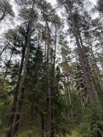 Prodej podílu lesa, Ledenice, 2894 m2