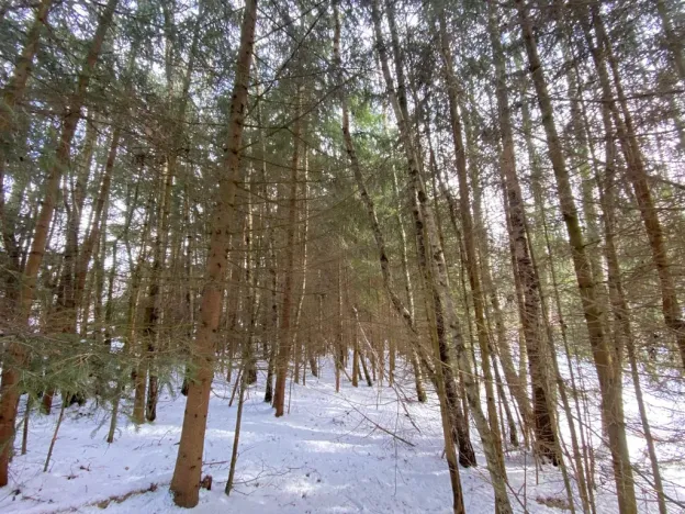 Prodej lesa, Volfířov - Brandlín, 3426 m2