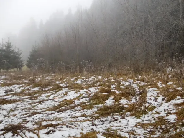 Dražba louky, Horní Planá, 3804 m2