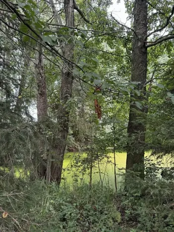 Prodej podílu lesa, Kojice, 4203 m2