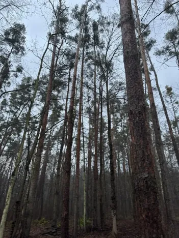 Prodej podílu lesa, Břehy, 1092 m2
