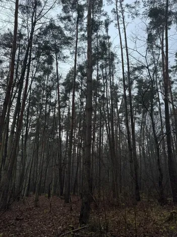 Prodej podílu lesa, Břehy, 1092 m2