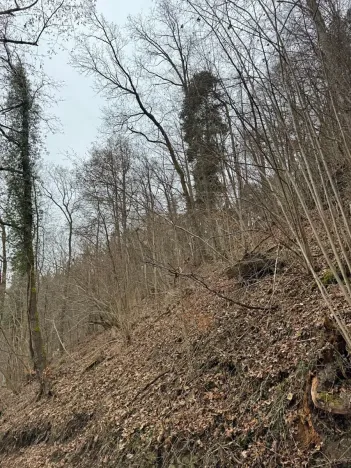 Prodej lesa, Zlatá Koruna, 2337 m2